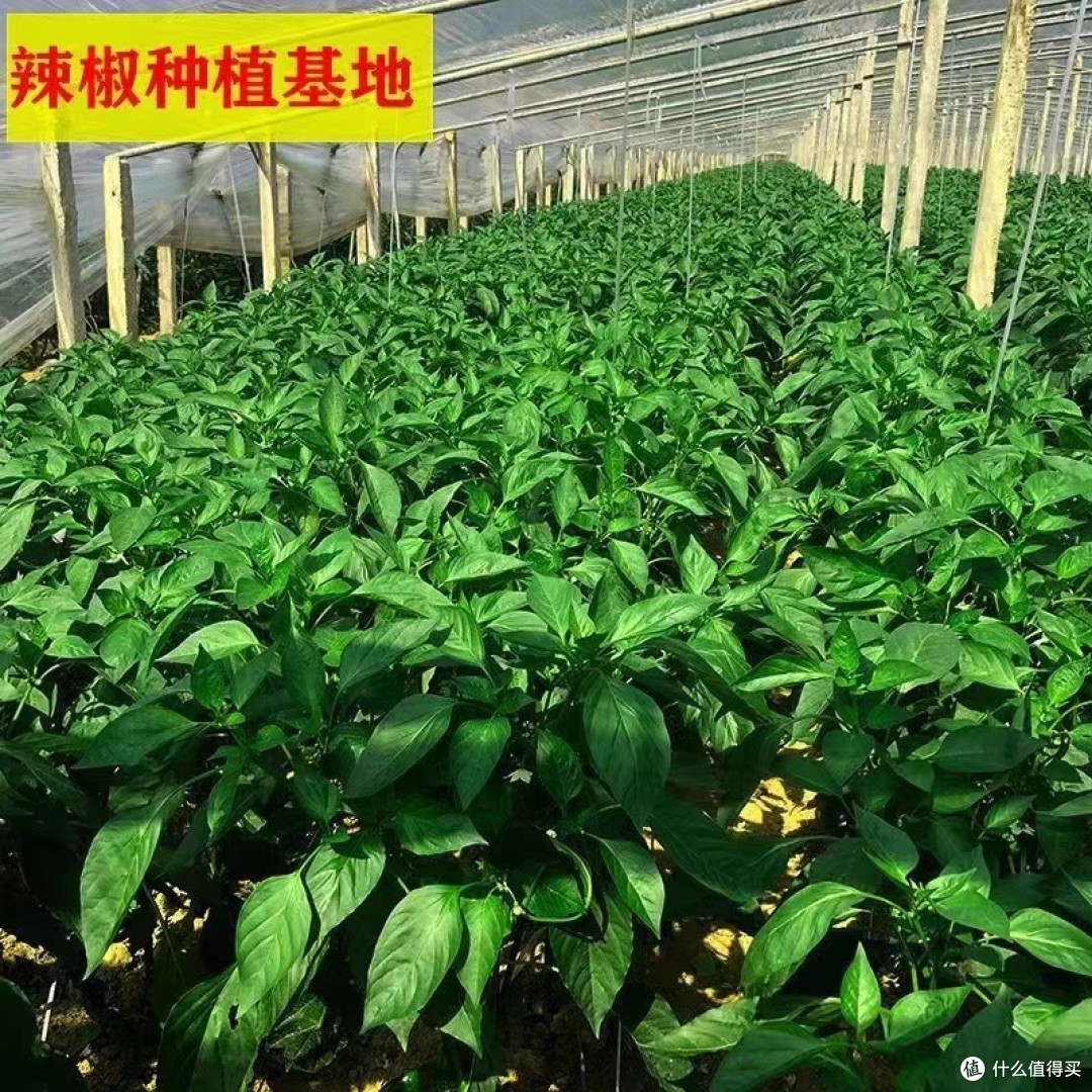 这个故事的名字就叫做《国庆宅家吃青椒肉丝》。