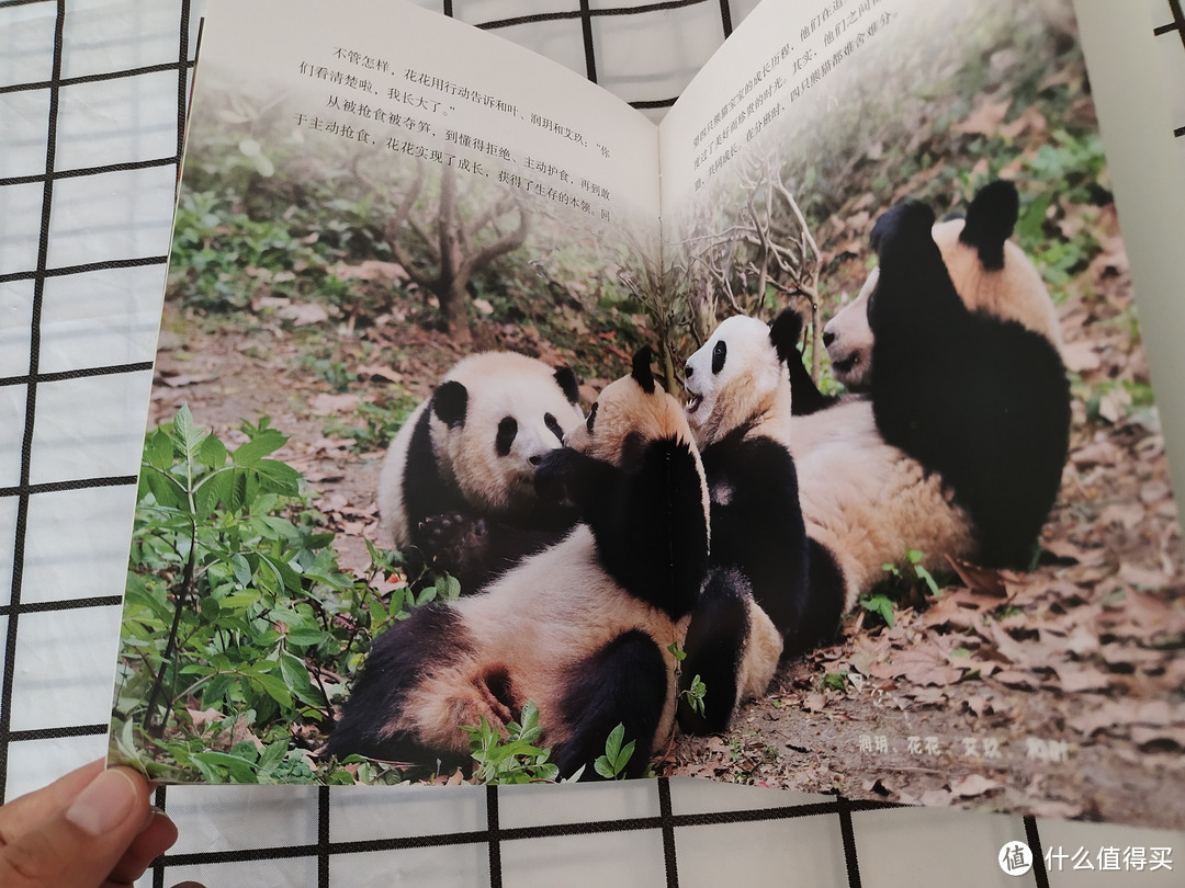 有哪些好看的熊猫主题的书籍值得推荐？蒋林的《熊猫花花》别错过！