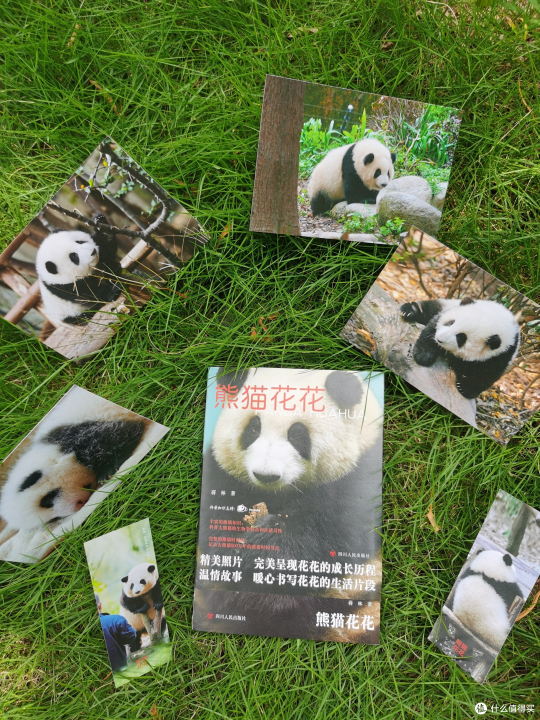 国庆节,《熊猫花花》这本书你一定要看