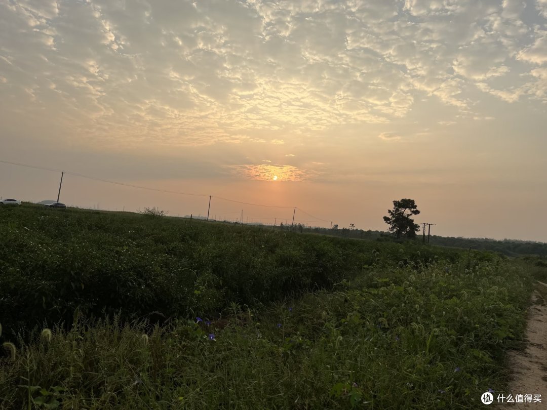 合肥游丨小岭南看日出,看粉色的花海