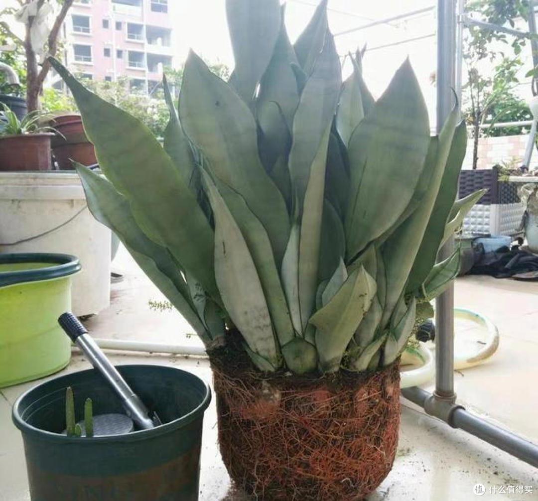 虎皮兰不能养在家里，其实是环境的原因，方知“迷信”不可取