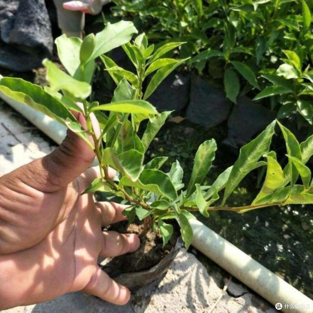 9、10月里,可以“扦插”这4种植物,温度控制到位,生根飞快