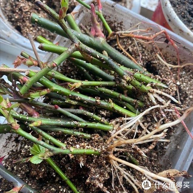 9、10月里,可以“扦插”这4种植物,温度控制到位,生根飞快