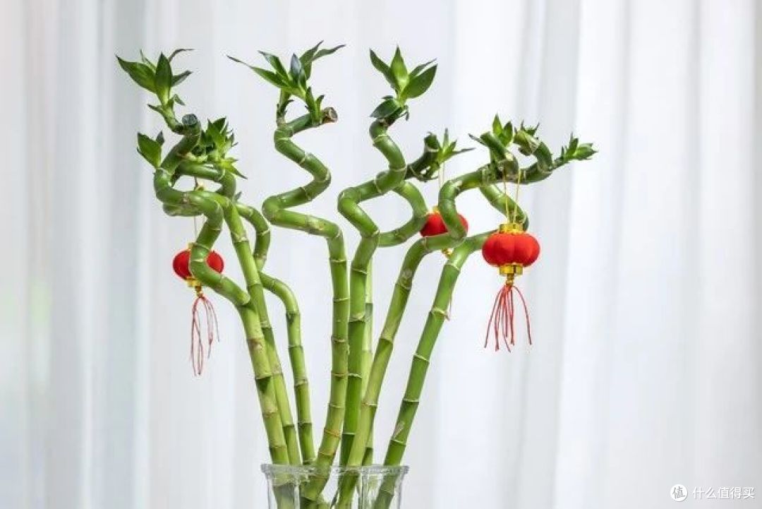 中秋“花好月圆”,家里养上4种“吉庆花”,吉祥富贵人团圆