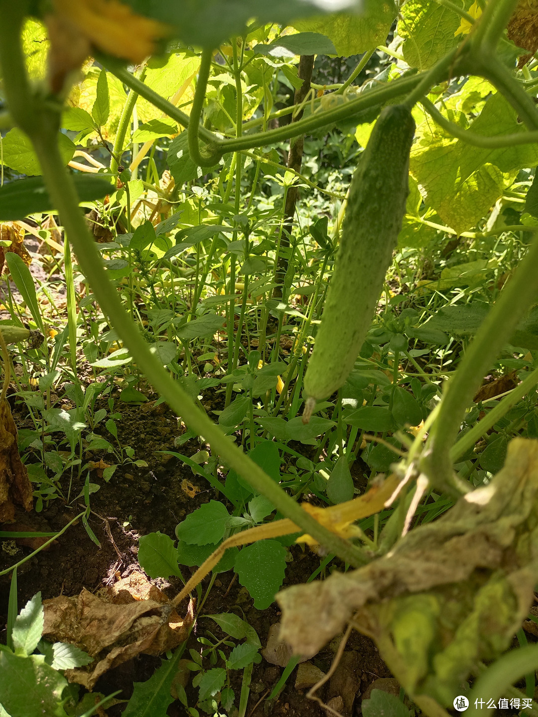 绿色健康的田园之宝：自家菜园子种的黄瓜