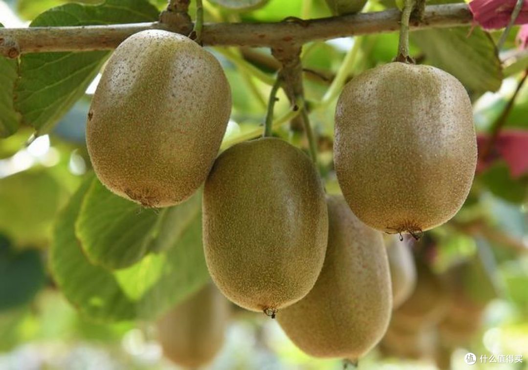 猕猴桃最快催熟方法？掌握这三种，让你快速吃到嘴_奇异果/猕猴桃_什么值得买