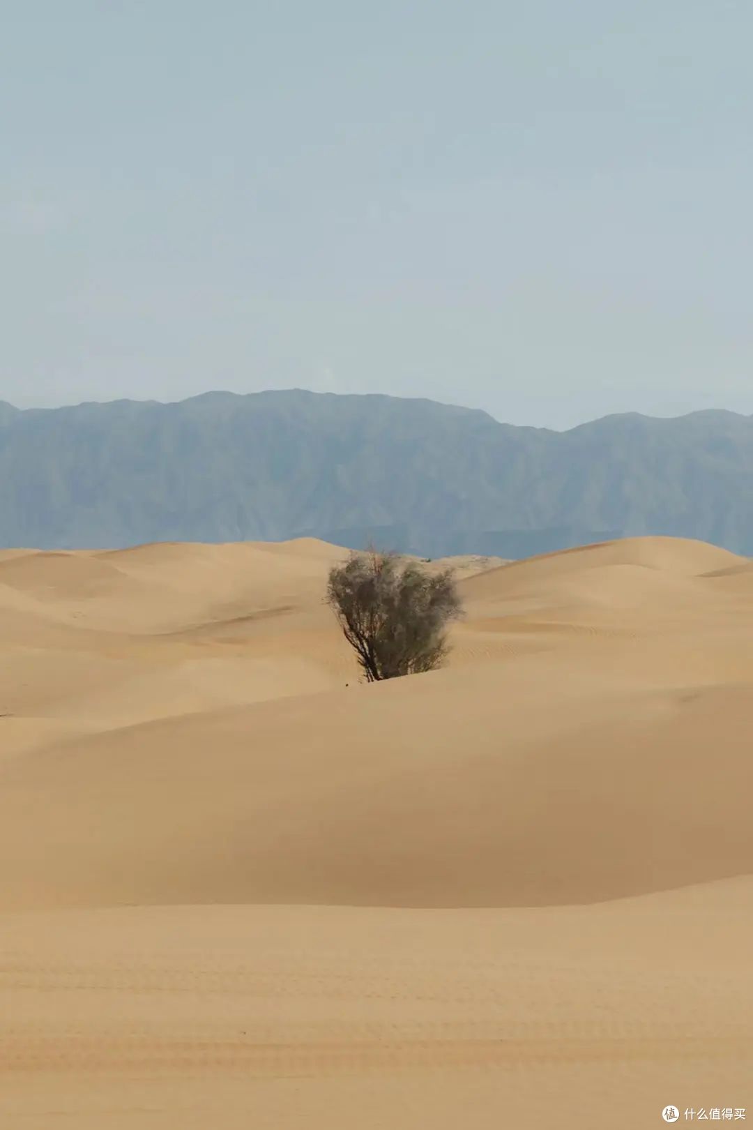 在心心念念的大西北,我看到了真正的沙漠绿洲!