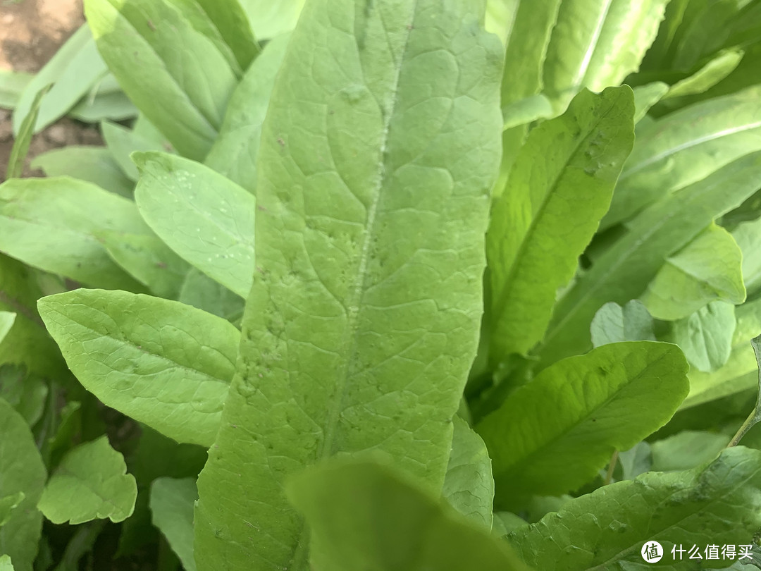 采摘园里的绿油油的油麦菜赏心悦目