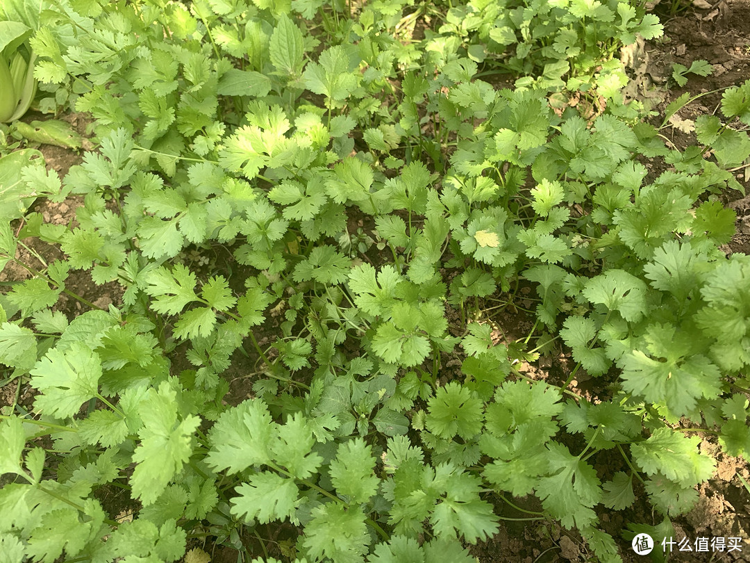 采摘园里面的香菜味道很香