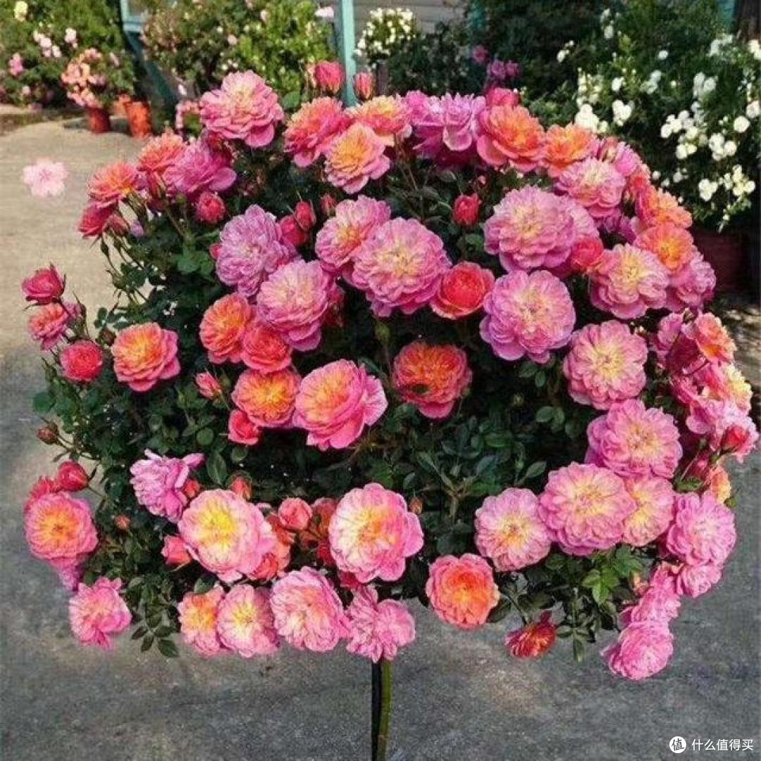 5种花是“仙草”,好看还养人,赶紧种上些,全家都受益