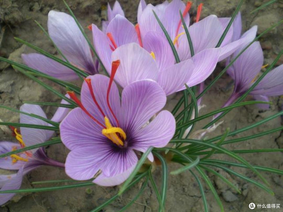 5种花是“仙草”,好看还养人,赶紧种上些,全家都受益