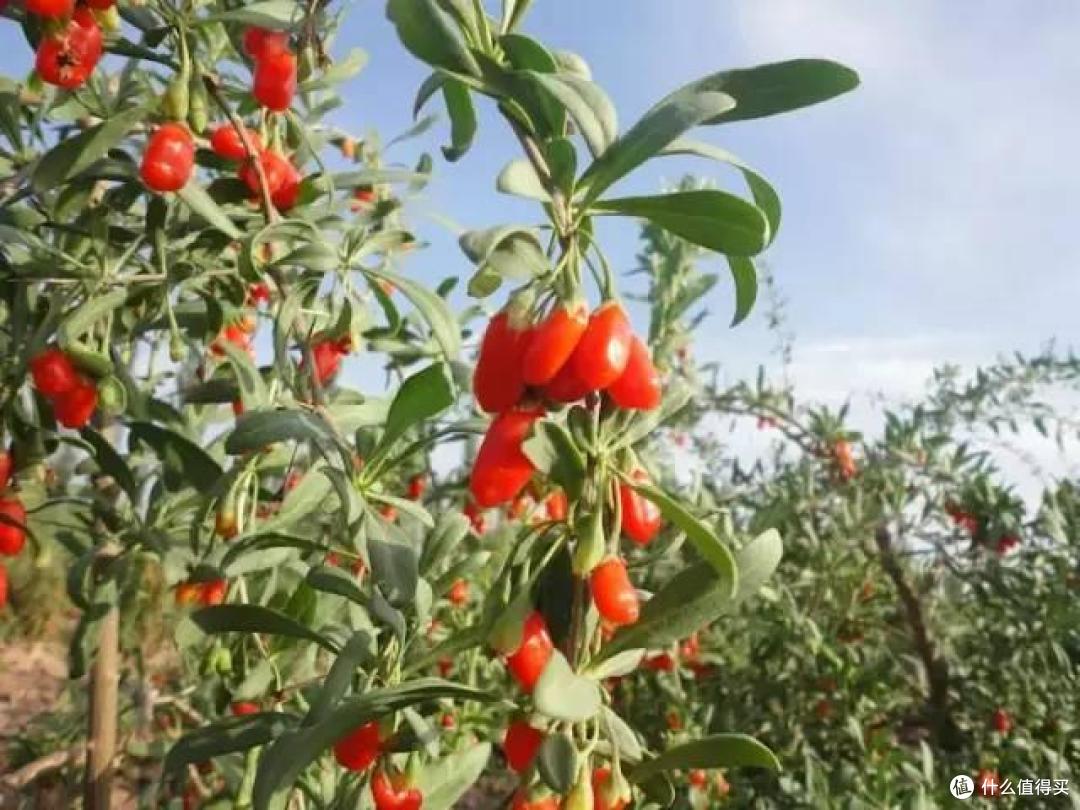 5种花是“仙草”,好看还养人,赶紧种上些,全家都受益