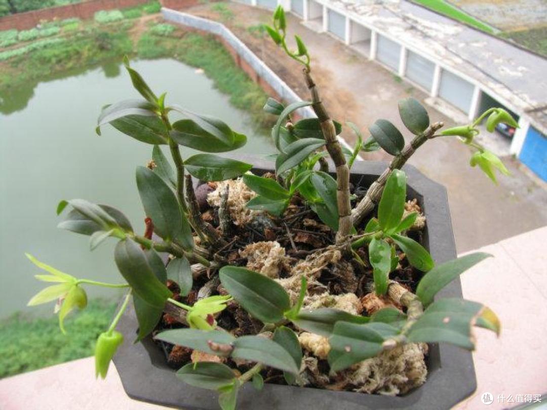 5种花是“仙草”,好看还养人,赶紧种上些,全家都受益