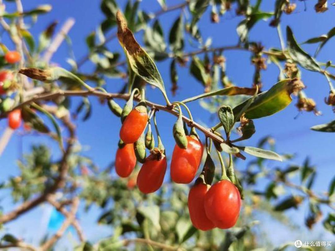 5种花是“仙草”,好看还养人,赶紧种上些,全家都受益