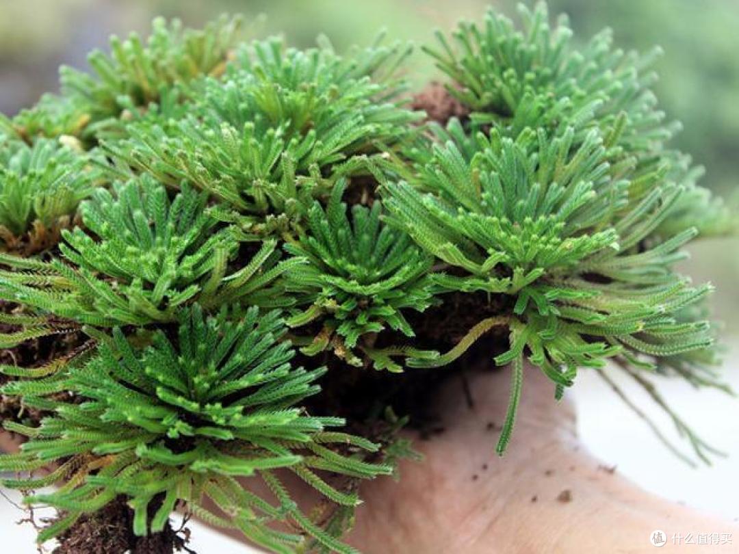 5种花是“仙草”,好看还养人,赶紧种上些,全家都受益