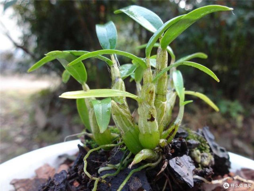 5种花是“仙草”,好看还养人,赶紧种上些,全家都受益