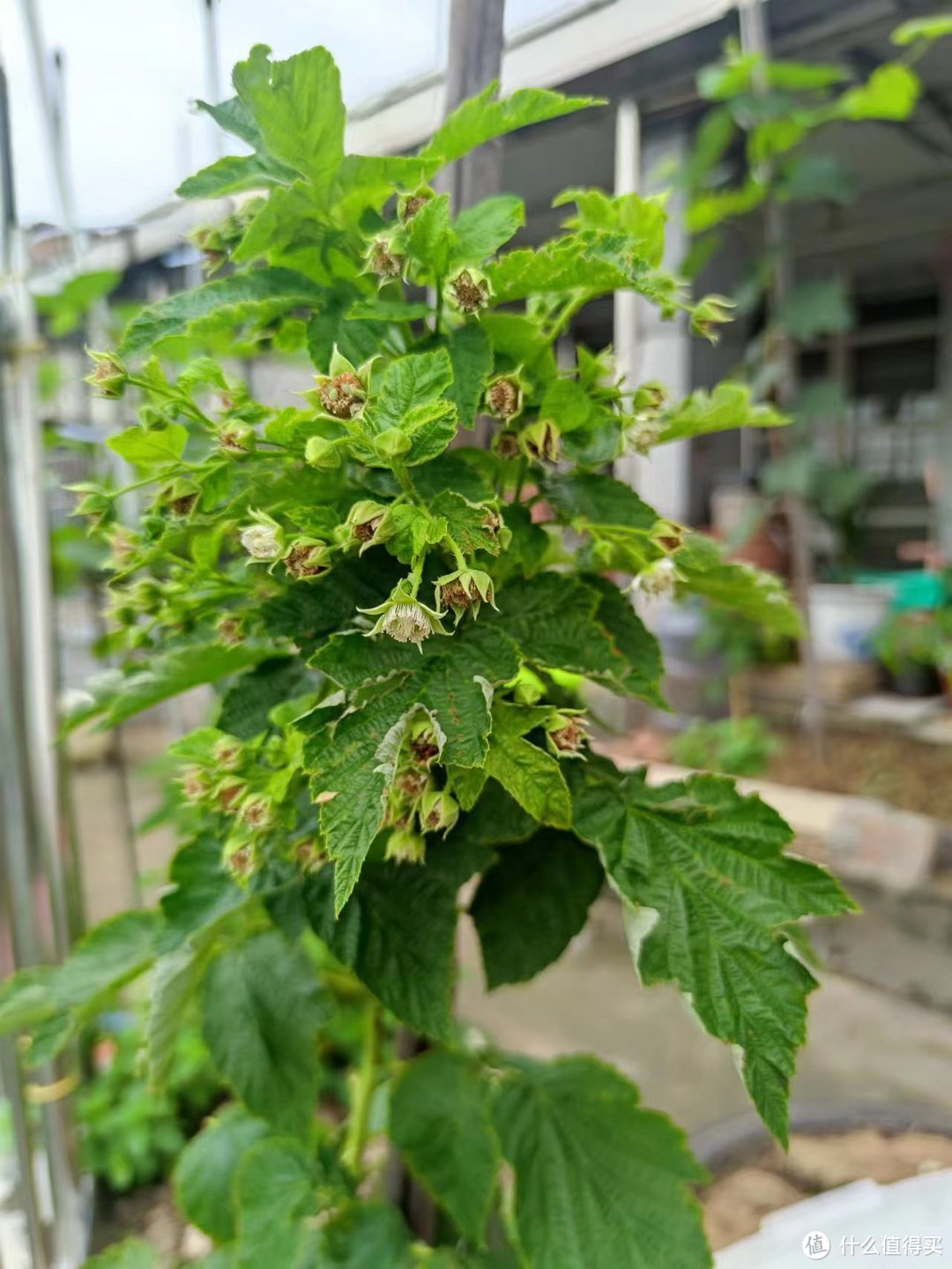 夏季入苗秋季出果，种植树莓容易，养死也容易