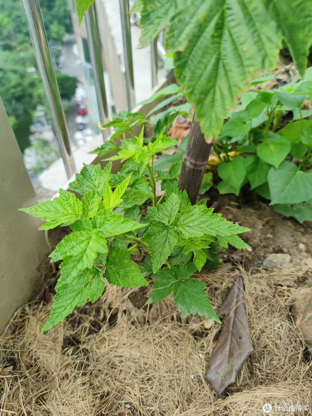 夏季入苗秋季出果，种植树莓容易，养死也容易