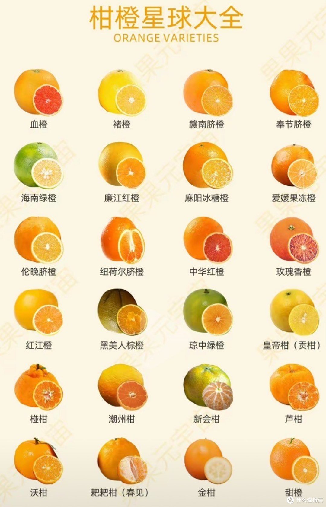 橙子大家族