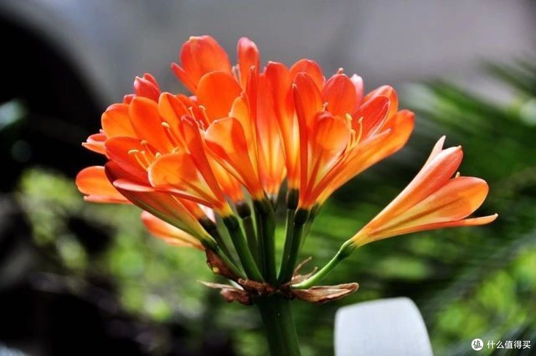送花有讲究,6种花可别送人,小心“福气”送出去,损自家