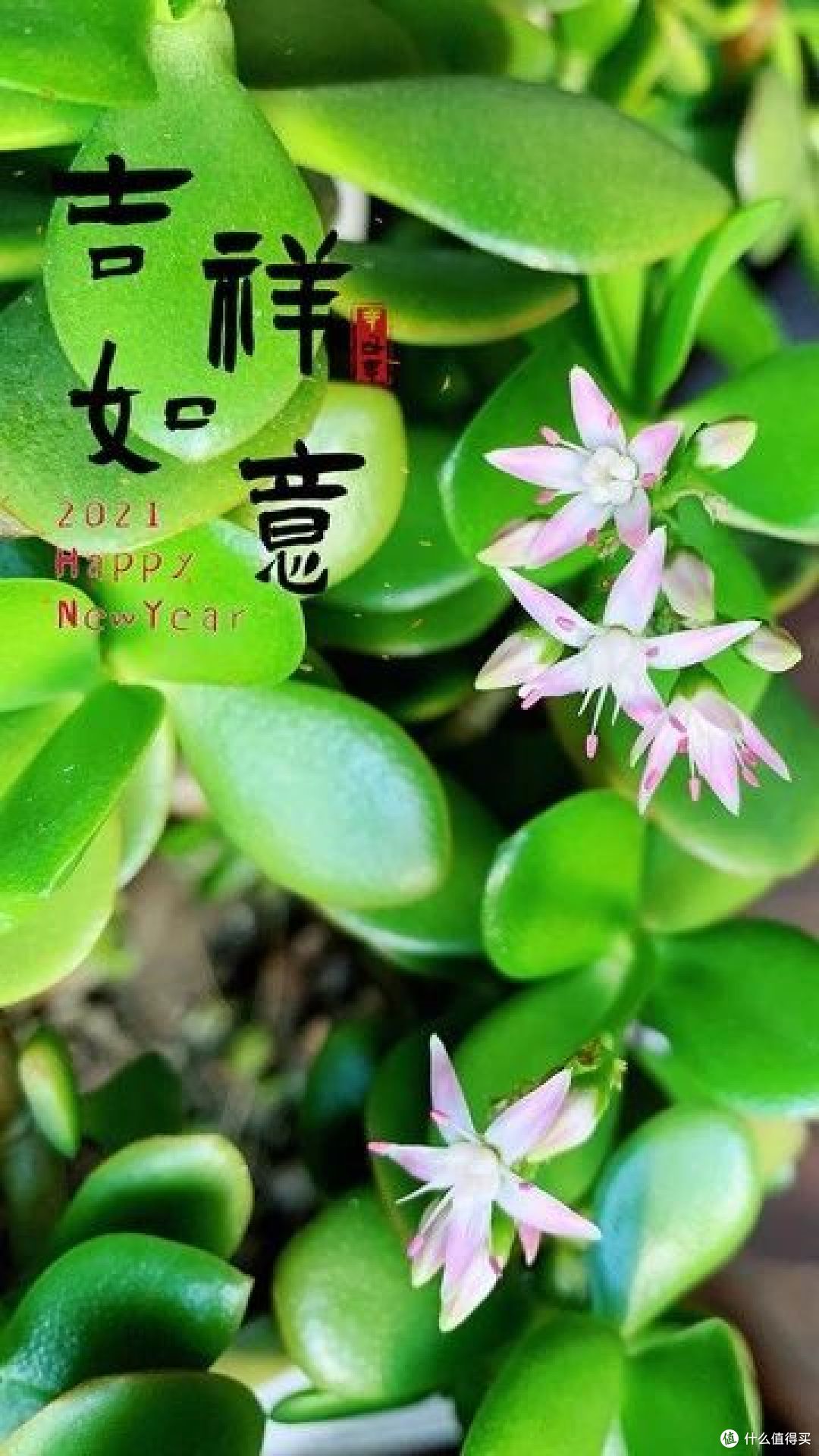 送花有讲究,6种花可别送人,小心“福气”送出去,损自家