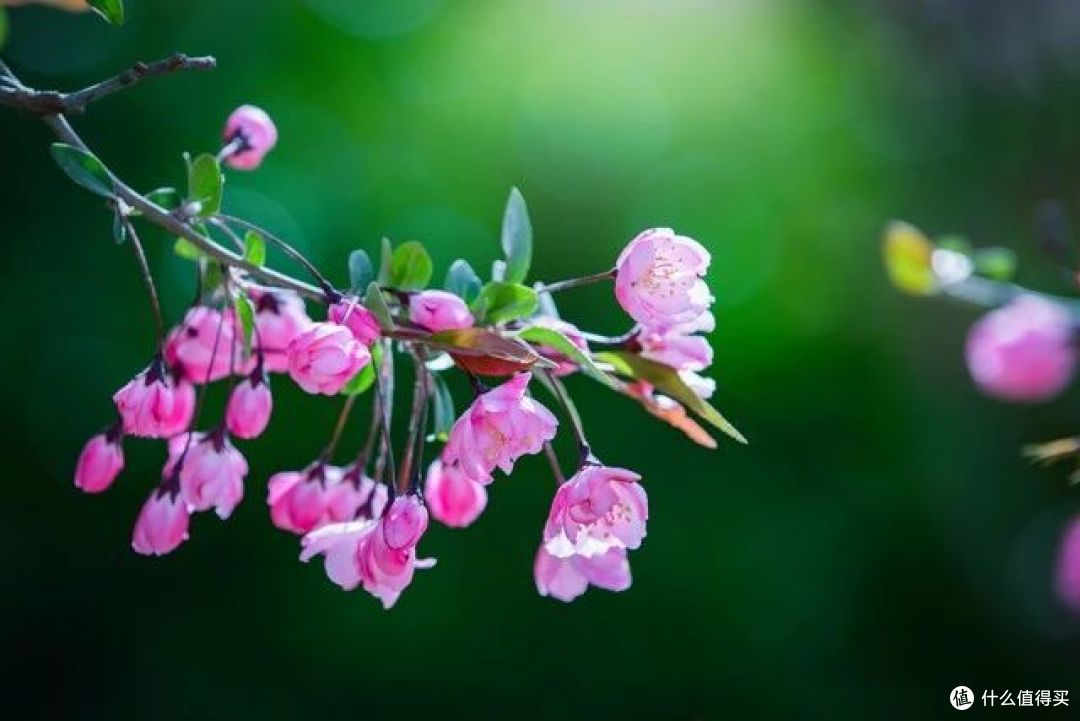 送花有讲究,6种花可别送人,小心“福气”送出去,损自家