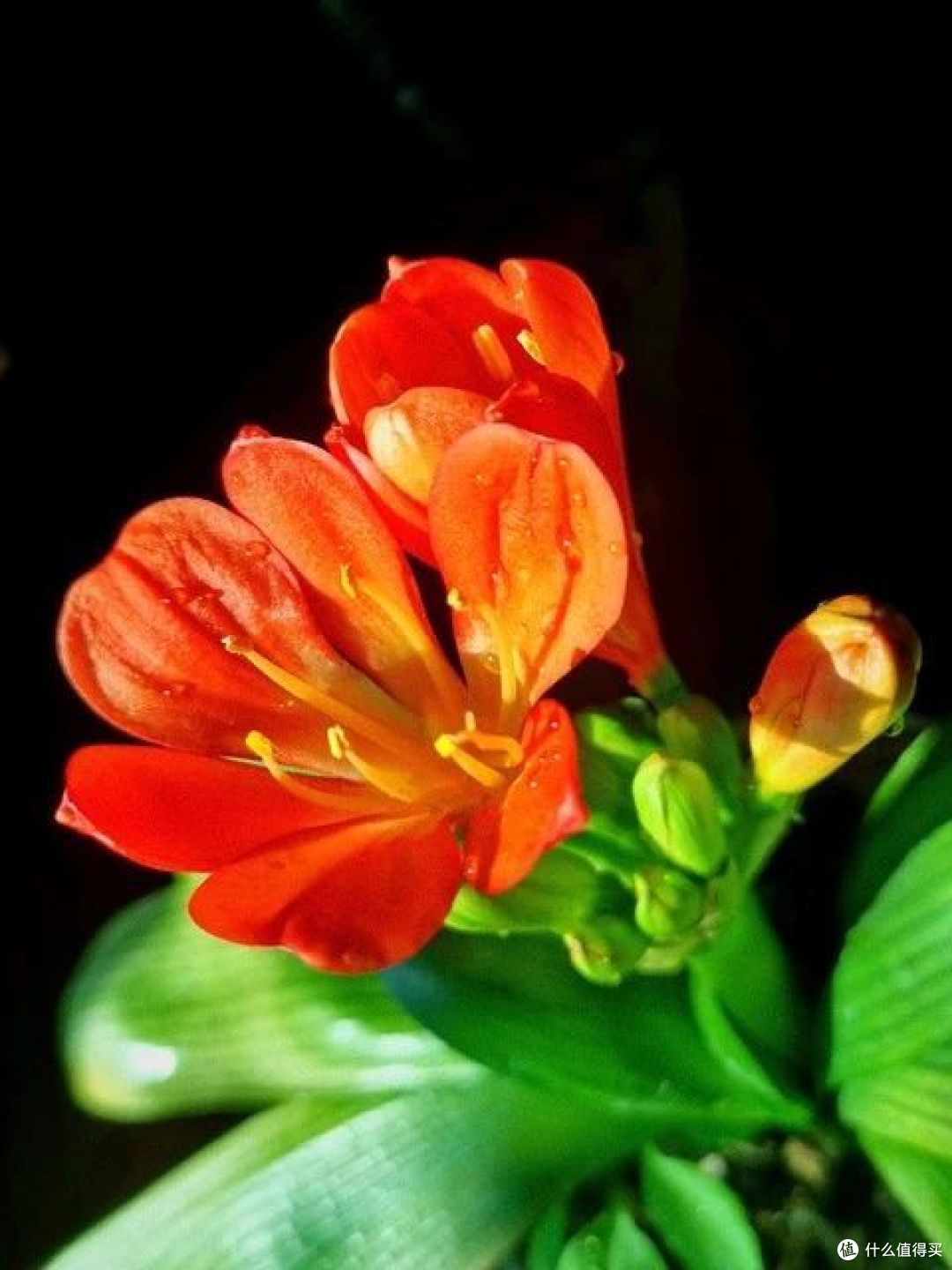 送花有讲究,6种花可别送人,小心“福气”送出去,损自家