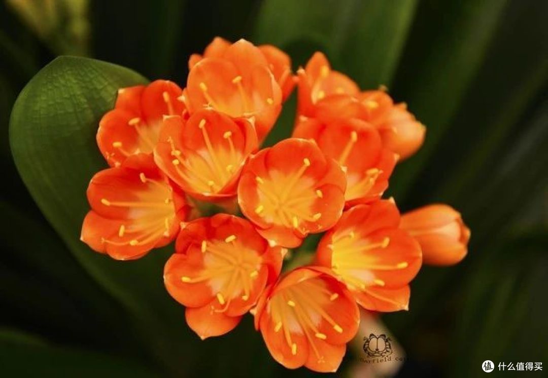 送花有讲究,6种花可别送人,小心“福气”送出去,损自家