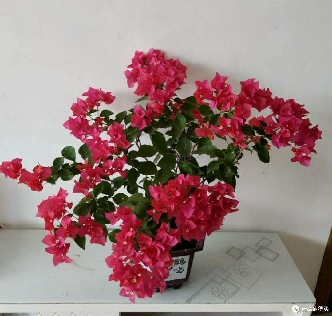 10月养三角梅,必须做4事,养得叶子肥嘟嘟,开花不见叶!