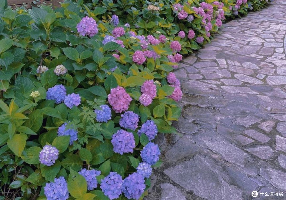 再看张馨予的“花果疏菜”院子,依旧令人羡慕,拍给大家看看
