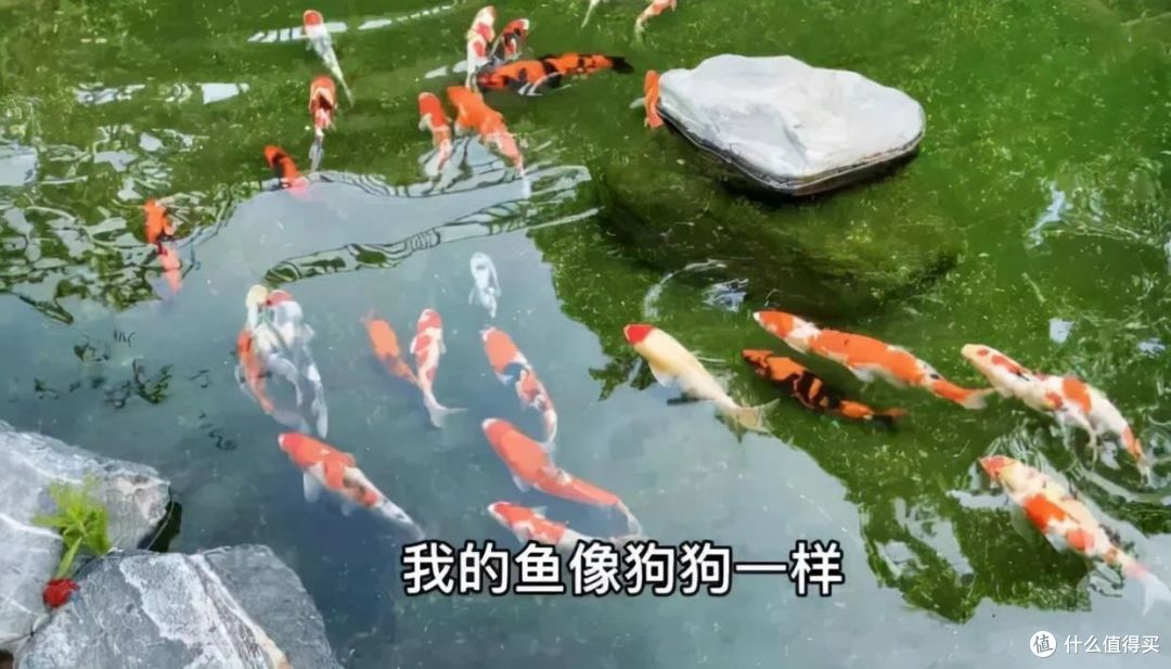 再看张馨予的“花果疏菜”院子,依旧令人羡慕,拍给大家看看