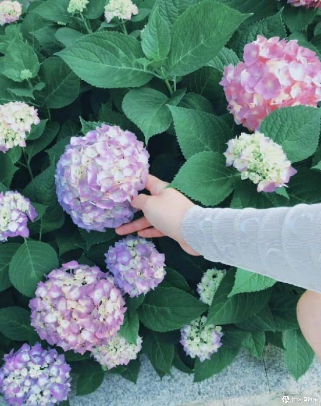 再看张馨予的“花果疏菜”院子,依旧令人羡慕,拍给大家看看