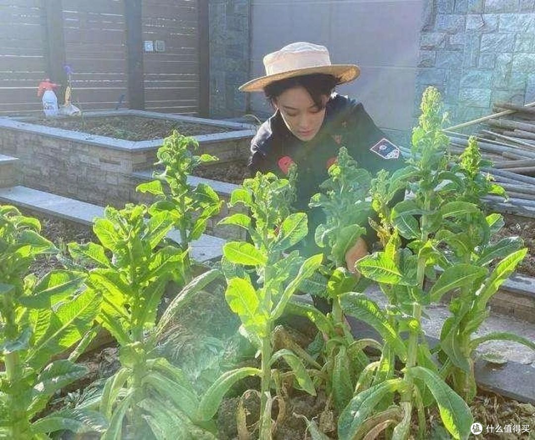 再看张馨予的“花果疏菜”院子,依旧令人羡慕,拍给大家看看