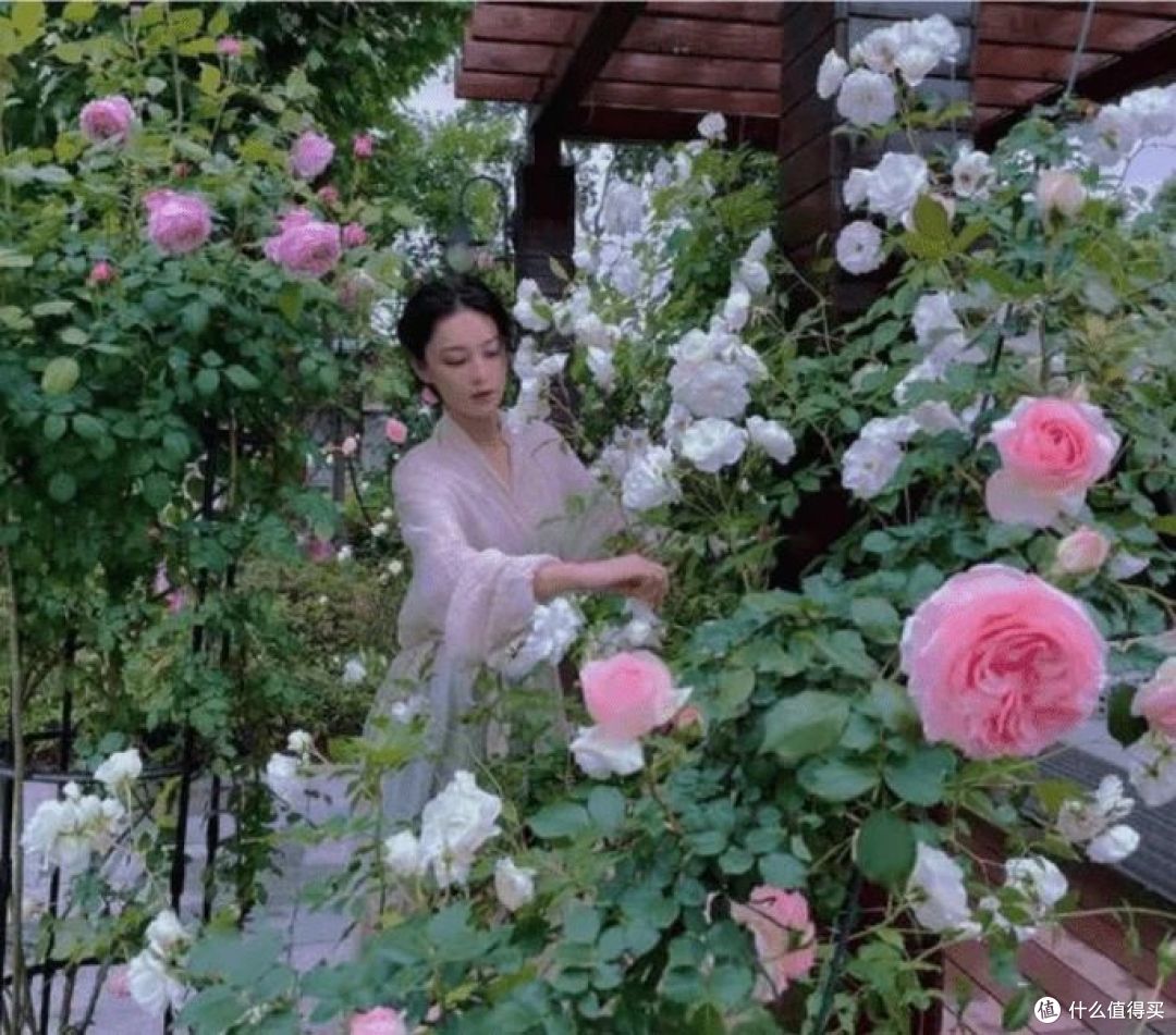 再看张馨予的“花果疏菜”院子,依旧令人羡慕,拍给大家看看