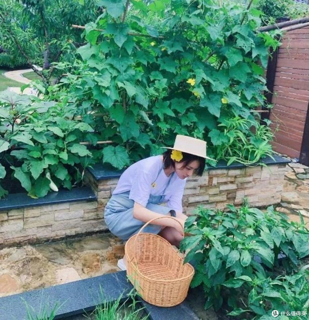 再看张馨予的“花果疏菜”院子,依旧令人羡慕,拍给大家看看