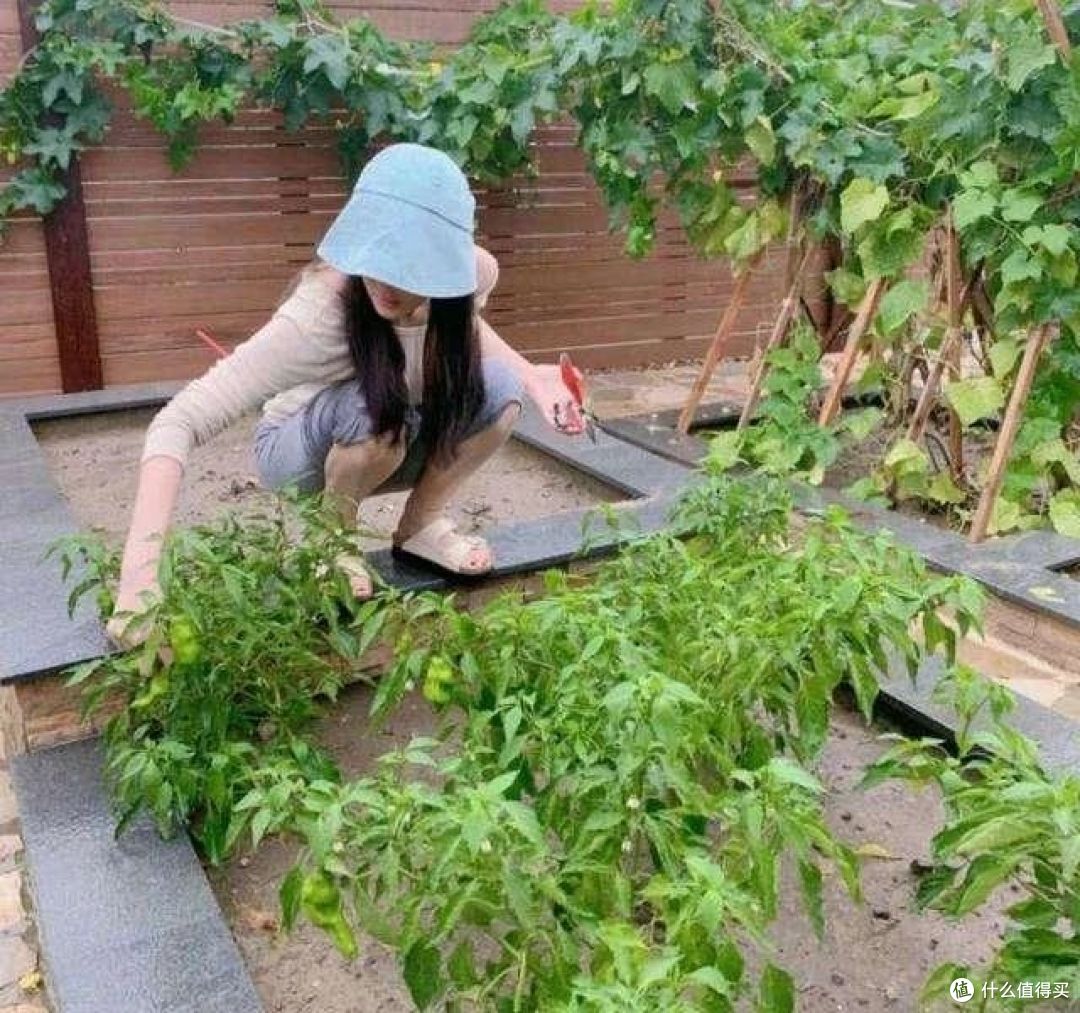 再看张馨予的“花果疏菜”院子,依旧令人羡慕,拍给大家看看