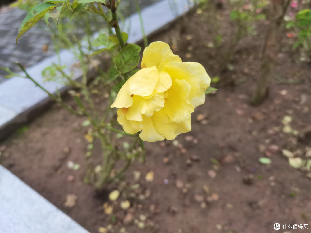 国庆,正是花开时节