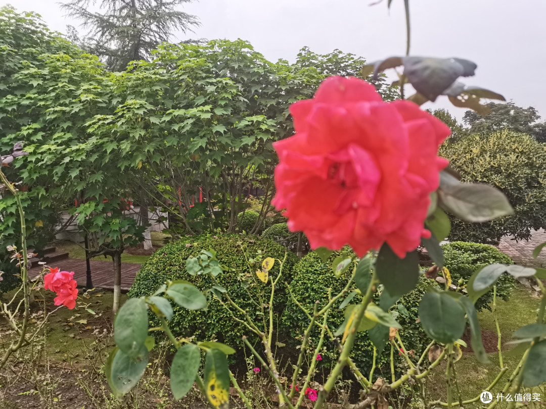 国庆，正是花开时节