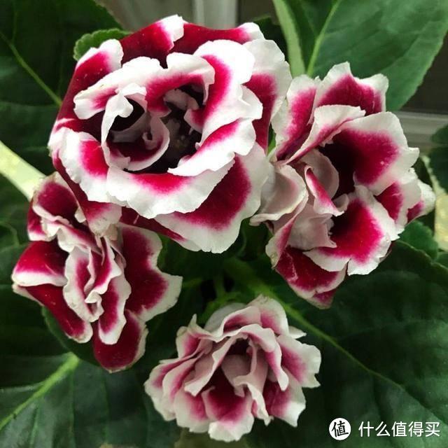 6种“耐荫花”,客厅“好搭档”,哪怕是“暗厅”,也能长势旺