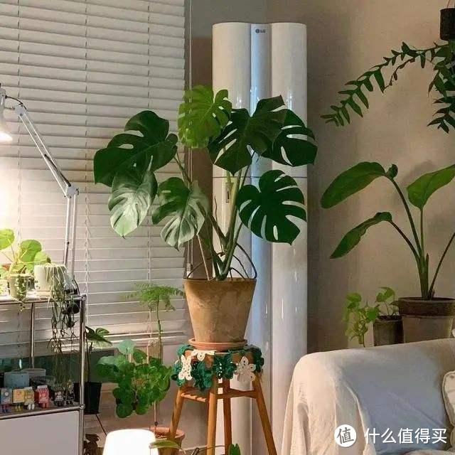 6种“耐荫花”,客厅“好搭档”,哪怕是“暗厅”,也能长势旺