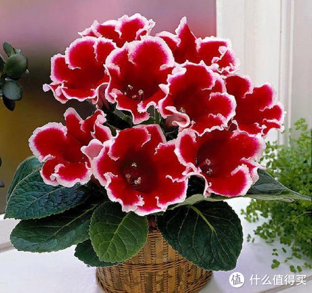 6种“耐荫花”,客厅“好搭档”,哪怕是“暗厅”,也能长势旺