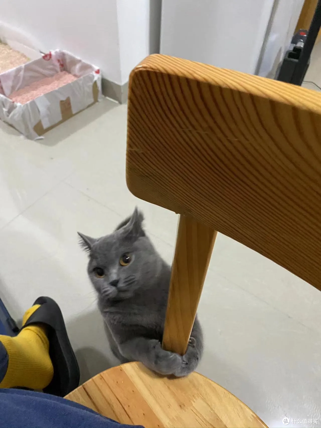 猫有表情吗?