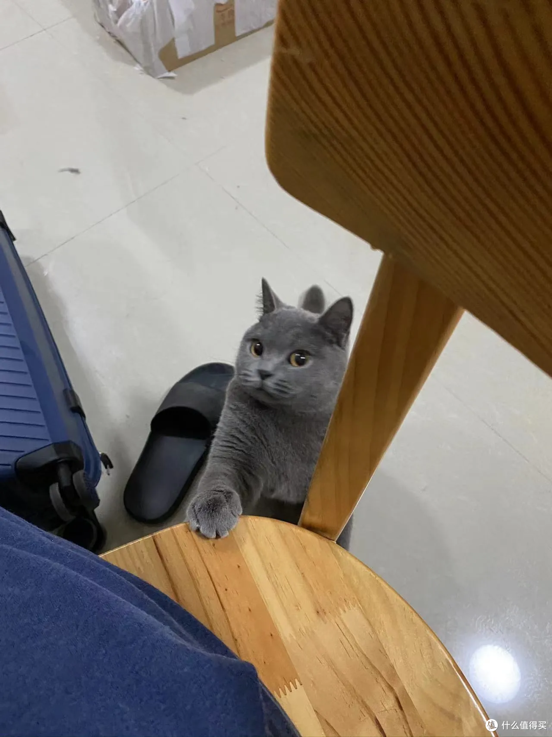 猫有表情吗?