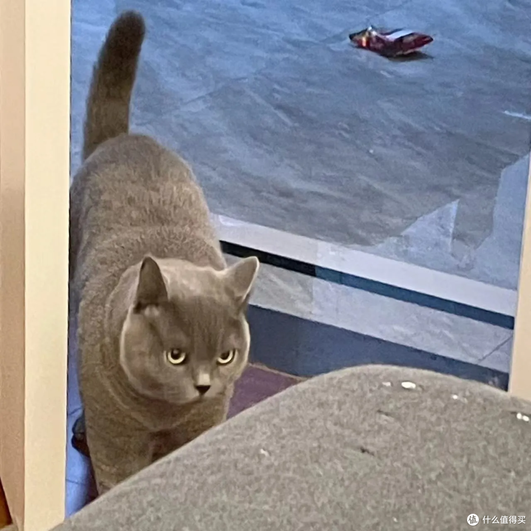 猫有表情吗?