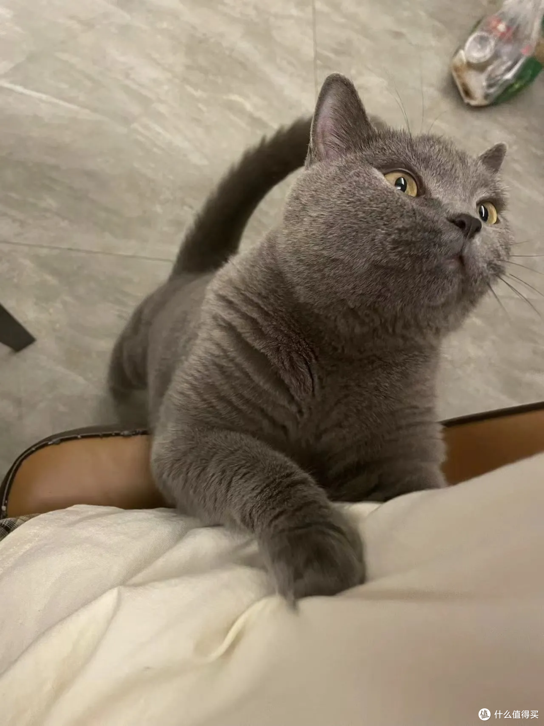 猫有表情吗?