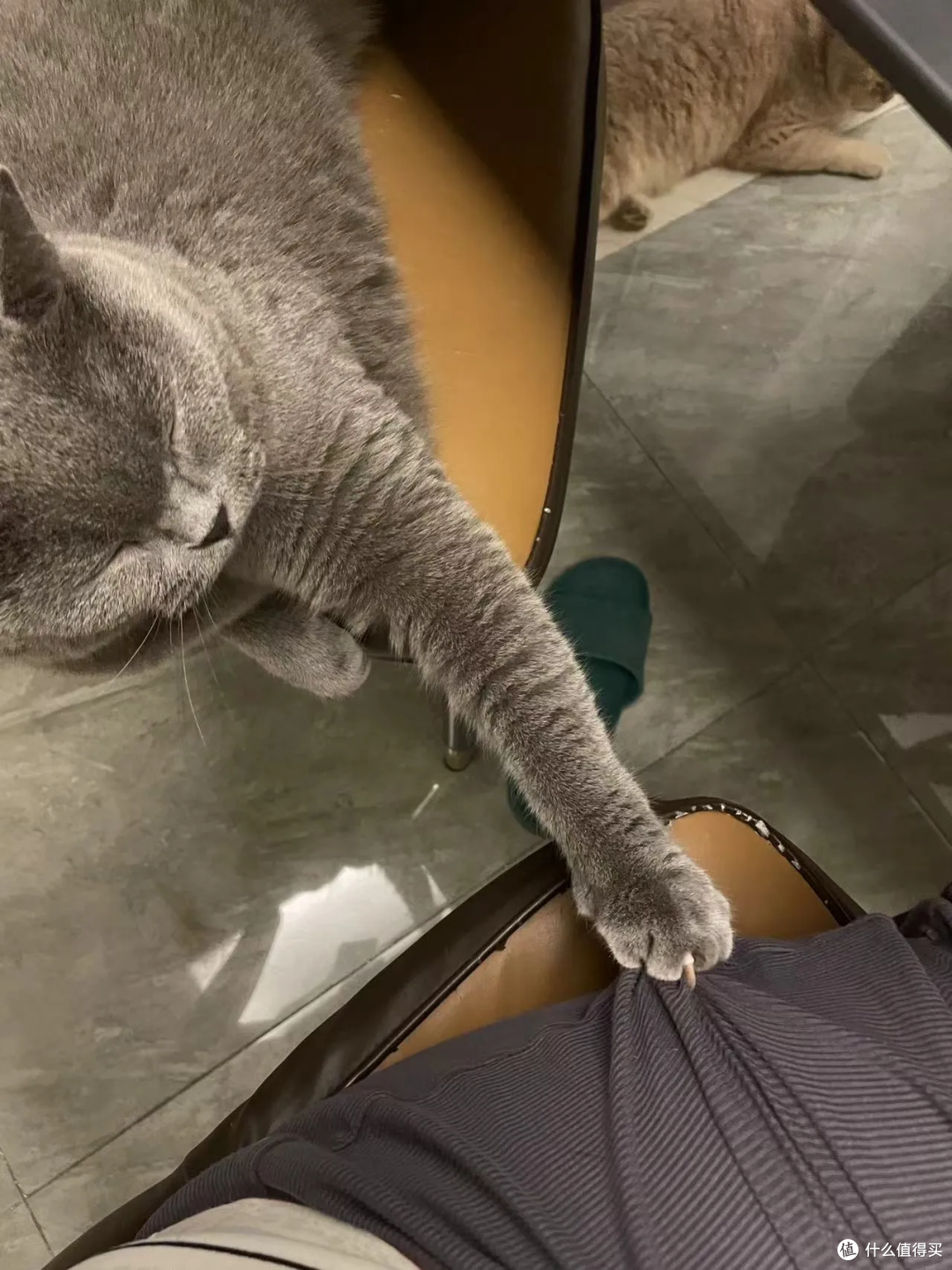 猫有表情吗?