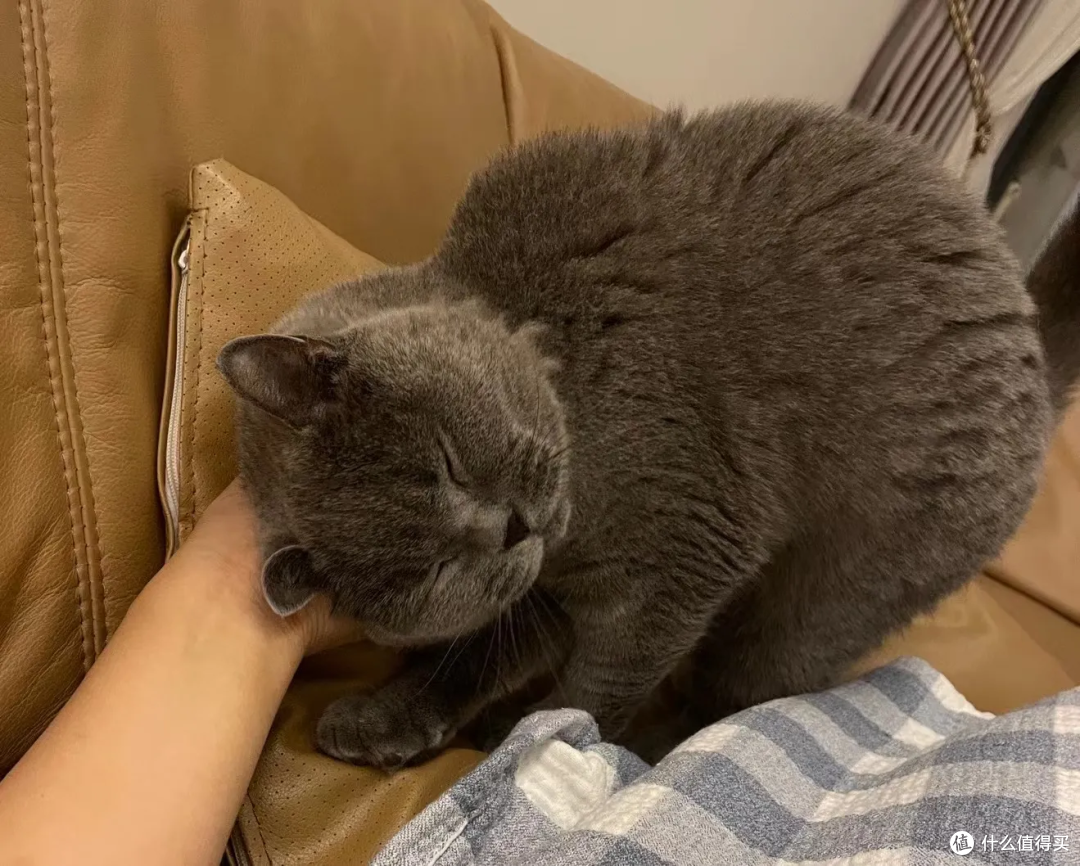 猫有表情吗?
