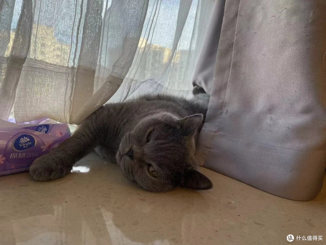 猫有表情吗?