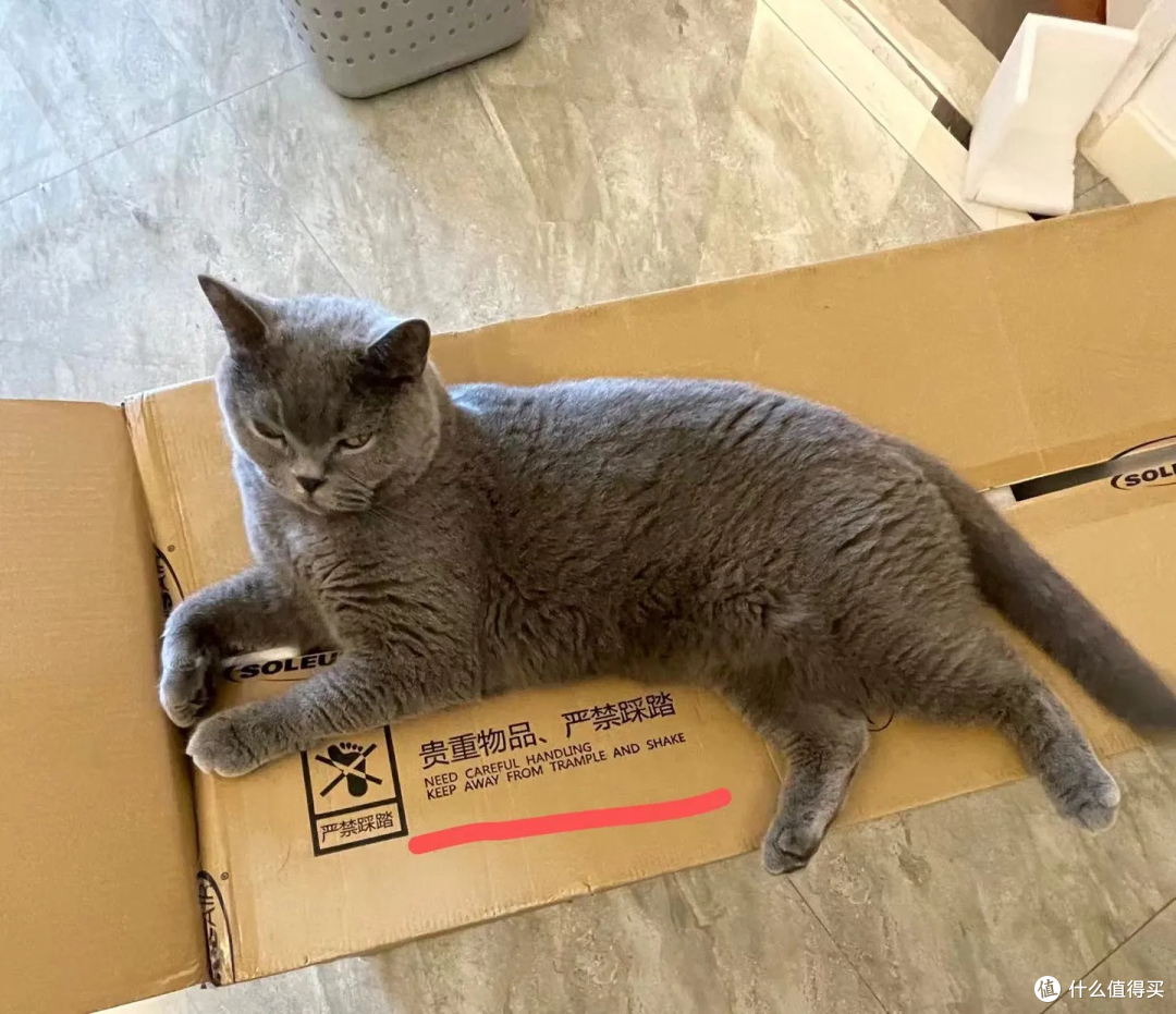猫有表情吗?