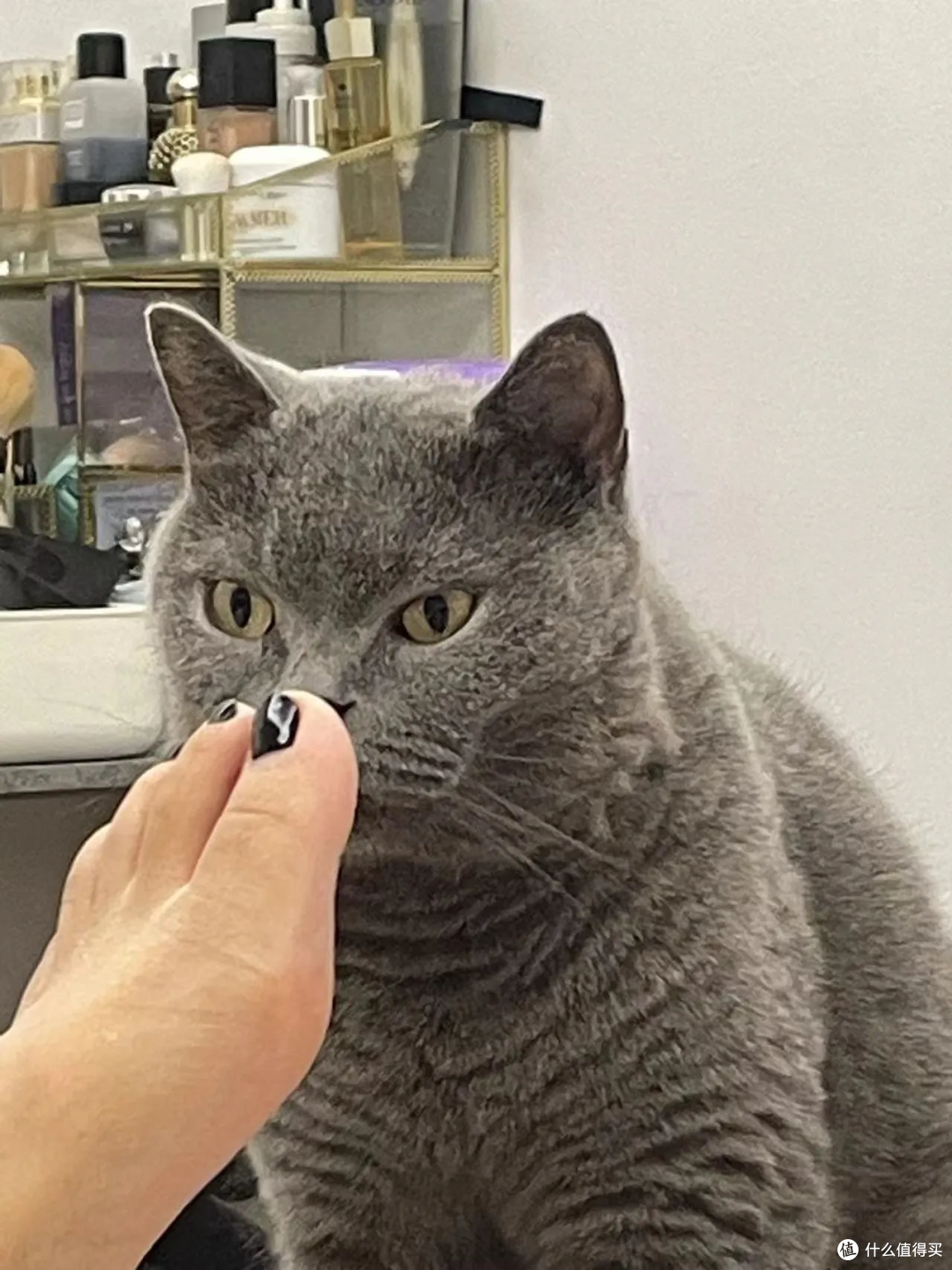 猫有表情吗?